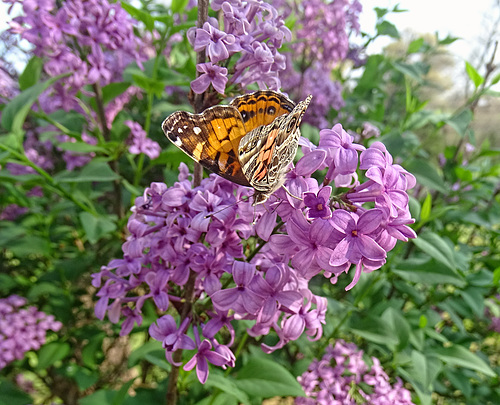 American Lady (Vanessa cardui on Lilac