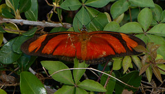 DSCN6083a - borboleta Julia ou labareda Dryas iulia alcionea, Heliconiinae Nymphalidae Lepidoptera