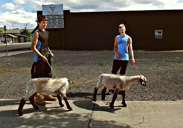 Boys with their sheep