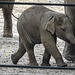 20170928 3146CPw [D~OS] Asiatischer Elefant, Zoo, Osnabrück