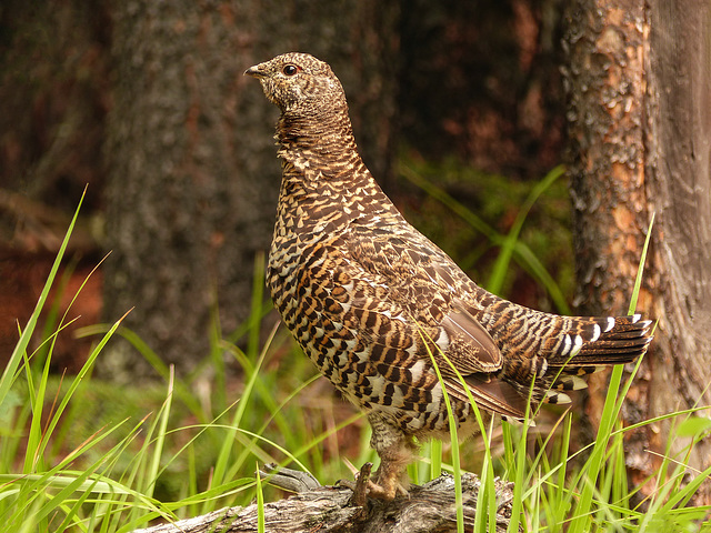 Spruce Grouse / Falcipennis canadensis