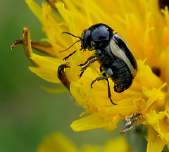 Cryptocephalus vittatus...