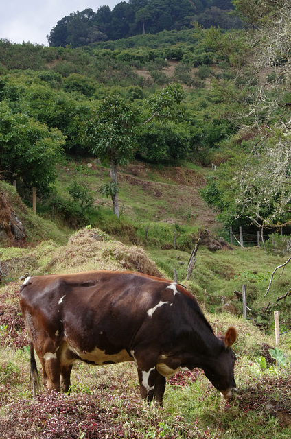 Contented Cow