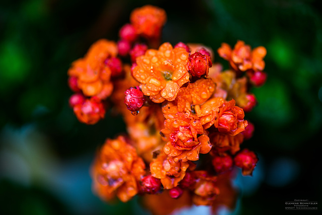 Kalanchoe