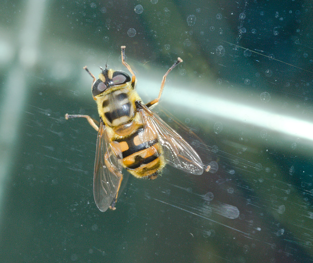 HoverflyIMG 6354