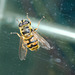 HoverflyIMG 6354