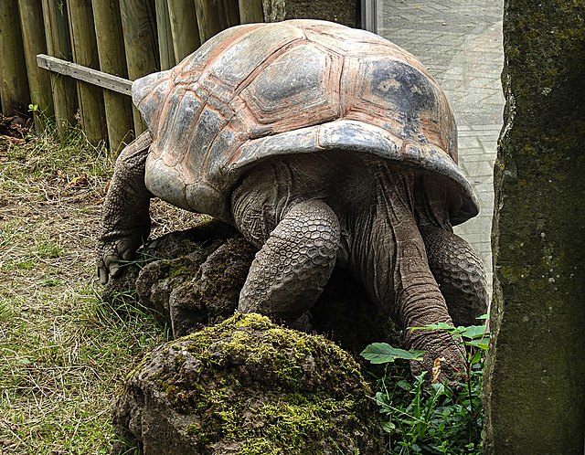 20210709 1557CPw [D~OS] Aldabra-Riesenschildkröte, Zoo Osnabrück