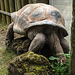 20210709 1557CPw [D~OS] Aldabra-Riesenschildkröte, Zoo Osnabrück
