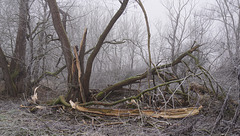 Windbruch