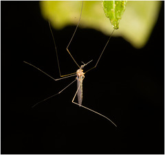 IMG 6788 Crane Fly