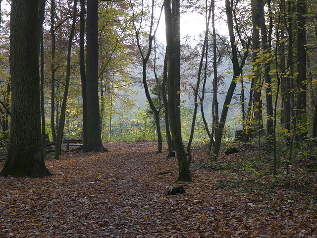 Herbstwald und Morgensonne