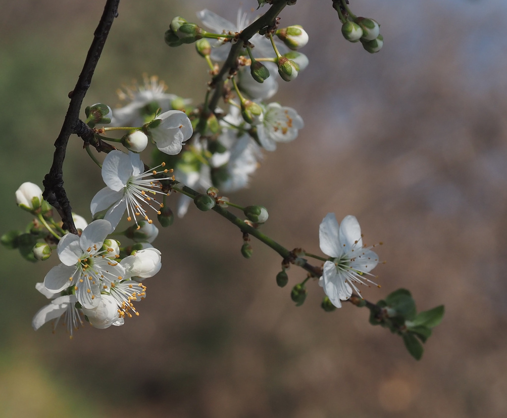 wild spring