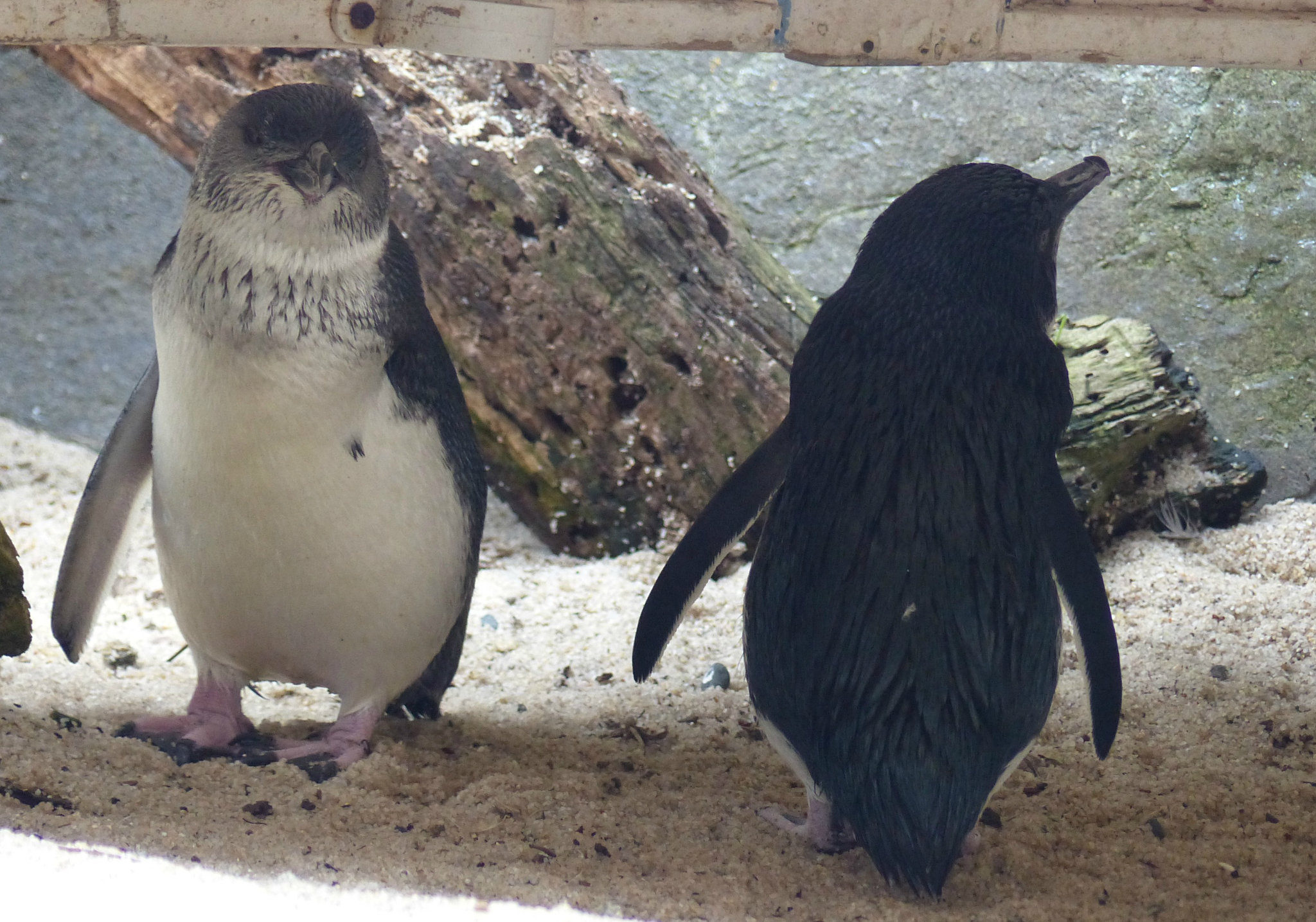 Little Blue Penguin - 21 February 2015