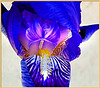 Iris painted. ©UdoSm