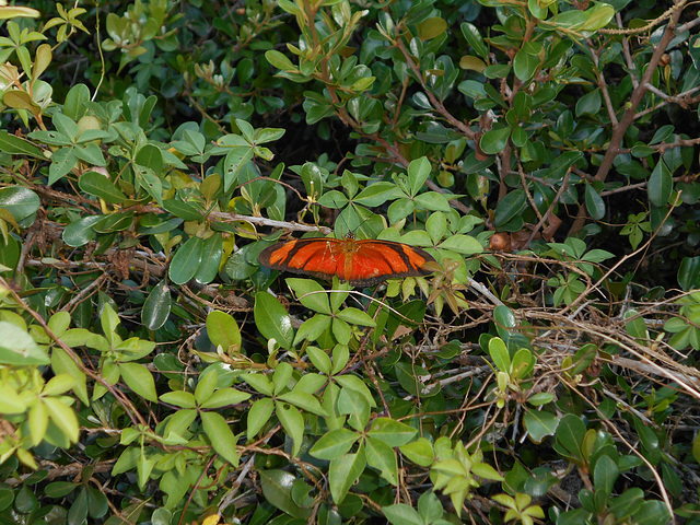 DSCN6086 - borboleta Julia ou labareda Dryas iulia alcionea, Heliconiinae Nymphalidae Lepidoptera