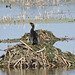 Cormorant