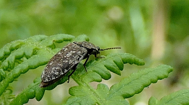 Le Lacon gris souris ou l'Adéloce des jardins...