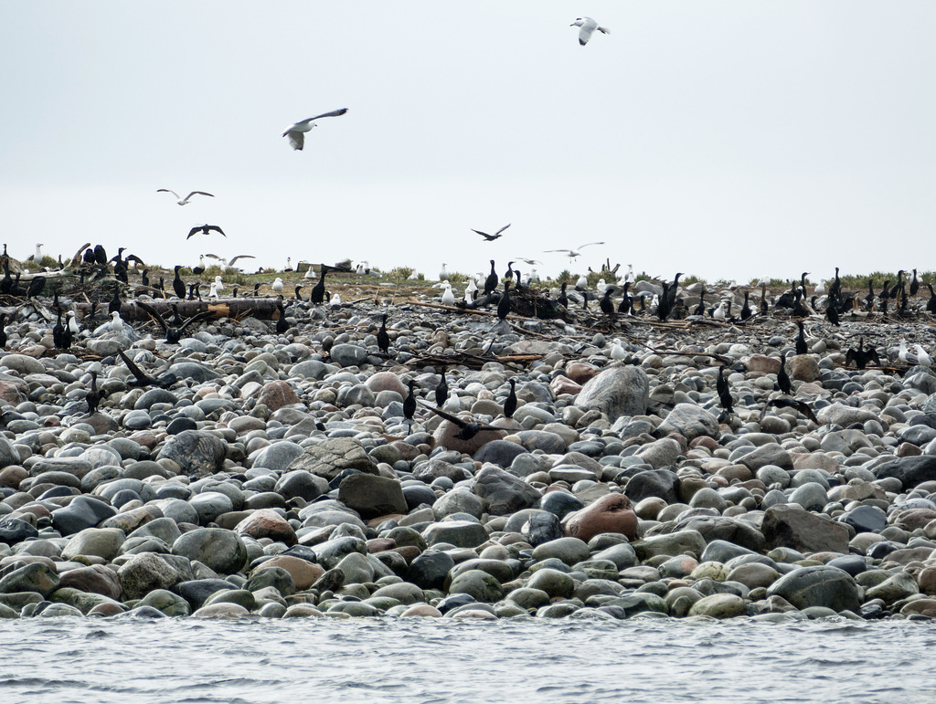 Day 11, Double-crested Cormorants & Gulls seen from Juno