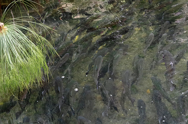 Rainbow trout swimming in circles