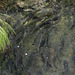 Rainbow trout swimming in circles