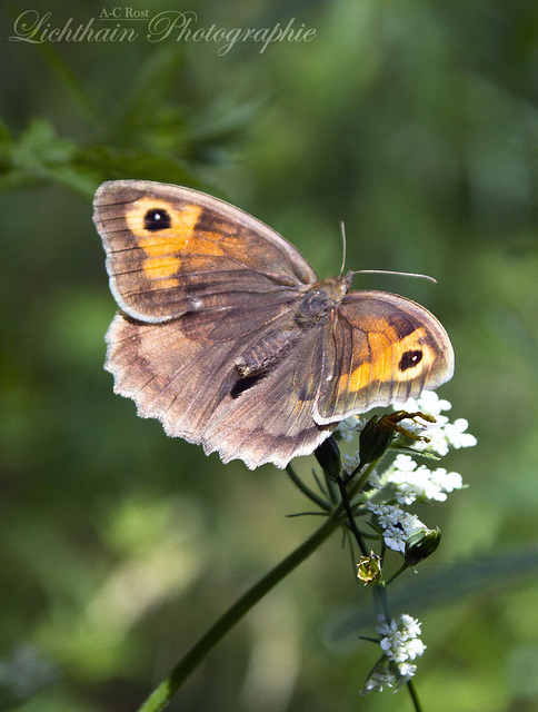 Maniola jurtina - Meadow Brown - Großes Ochsenauge