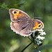 Maniola jurtina - Meadow Brown - Großes Ochsenauge