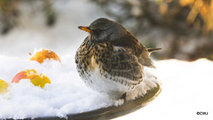 Fieldfare