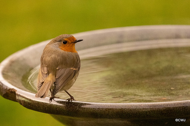 Orchard Robin dropping by for a drink