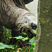 20210709 1558CPw [D~OS] Aldabra-Riesenschildkröte (Dipsochelys dussumieri), Zoo Osnabrück