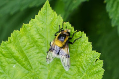 Hummel-Waldschwebfliege