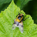 Hummel-Waldschwebfliege