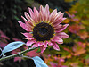 20221015 1839CPw [D~LIP] Sonnenblume (Helianthus annuus), Bad Salzuflen