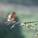 Robin IMG 20231025 201942