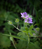 first geranium !