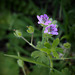 first geranium !