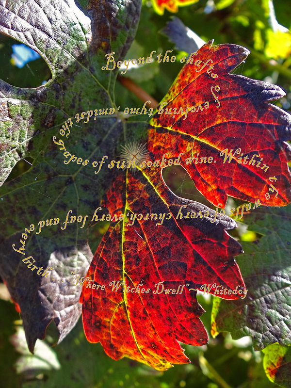 Sunshine through frosted vine leaves ~ On this first day of Imbolc