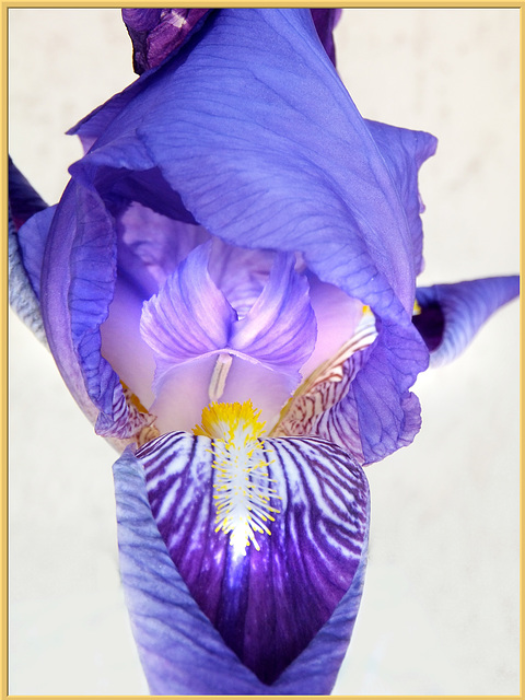 Iris. ©UdoSm