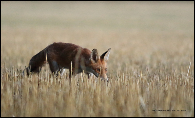 RENARD