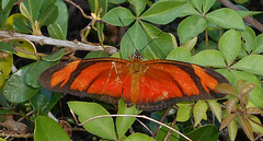 DSCN6086a - borboleta Julia ou labareda Dryas iulia alcionea, Heliconiinae Nymphalidae Lepidoptera