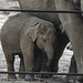 20170928 3147CPw [D~OS] Asiatischer Elefant, Zoo, Osnabrück