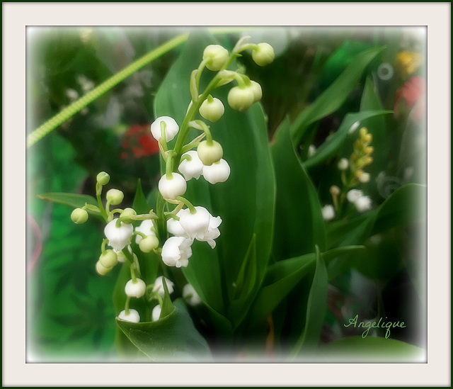 Je t’offre ce joli muguet et je te souhaite un merveilleux 1er mai!