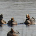 20180407 3686CPw [D~LER] Pfeifente, Holtgaster See, Holtgasten