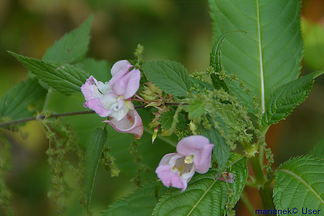 Drüsiges Springkraut (Impatiens glandulifera)