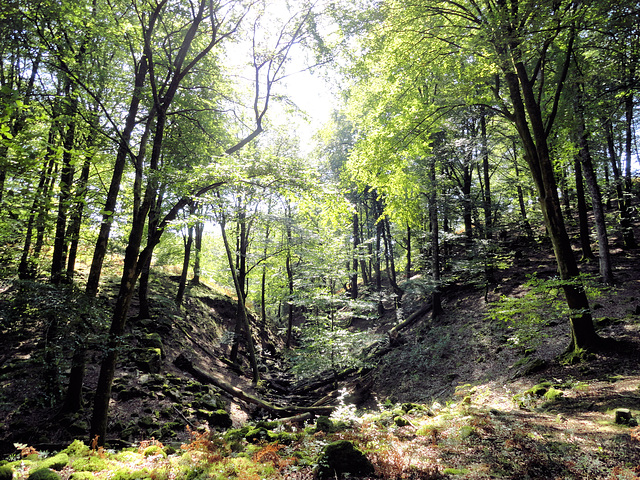 Eclaircie en sous-bois.