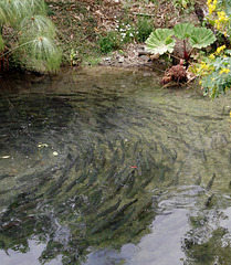 Rainbow trout swimming in circles