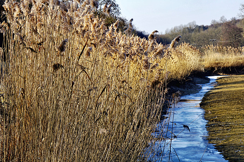 Winter am Fischweiher - Winter at the fish pond