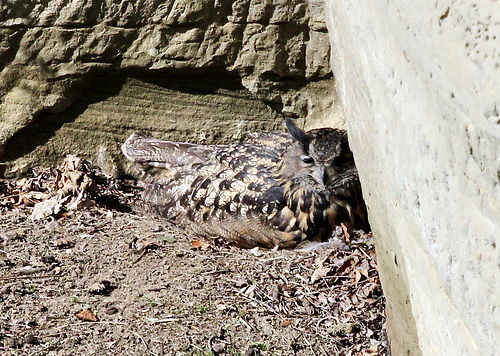 Geduldig sitzt der Uhu auf dem Nest und brütet.....