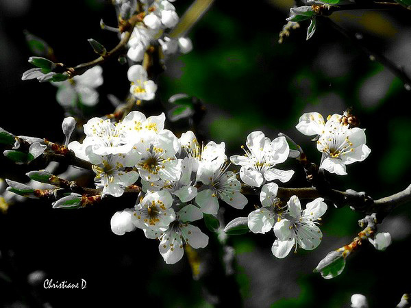 Joli printemps ... ***  Pretty Spring ...