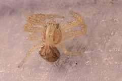 Spider IMG 3876