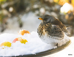 Fieldfare